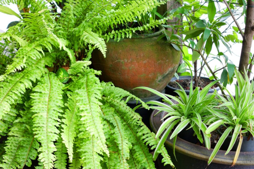 How to Propagate a Boston Fern Garden.eco