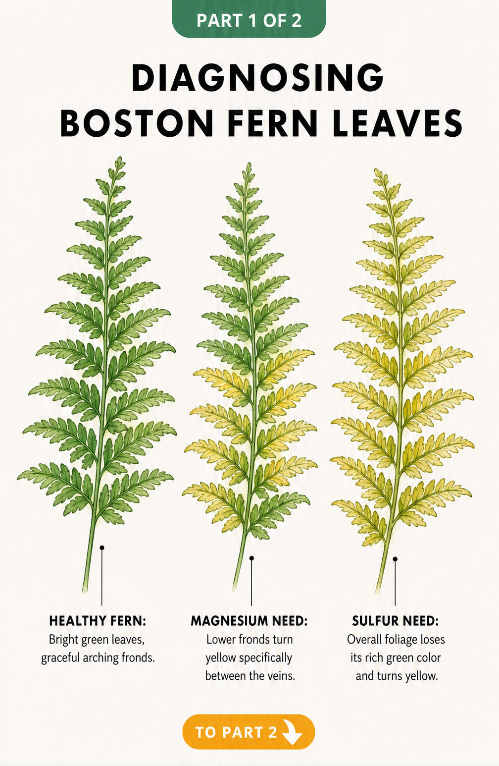 Illustration showing healthy Boston fern leaves compared to those needing magnesium or sulfur