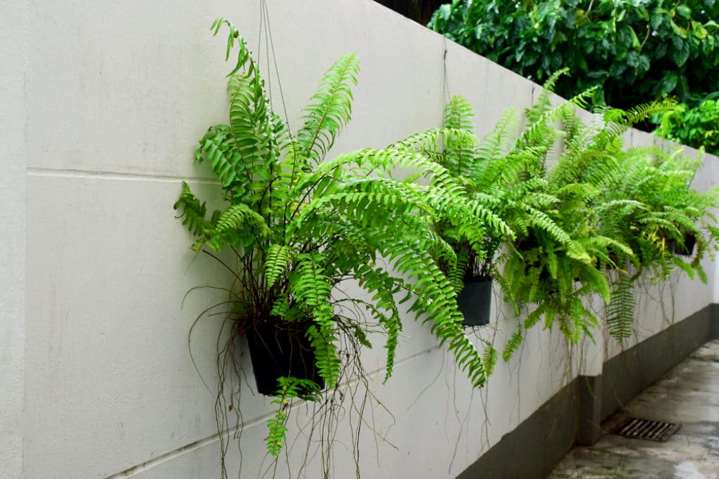 Boston Ferns Outdoors » Top Growing Tips