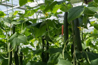 climbing-cucumbers