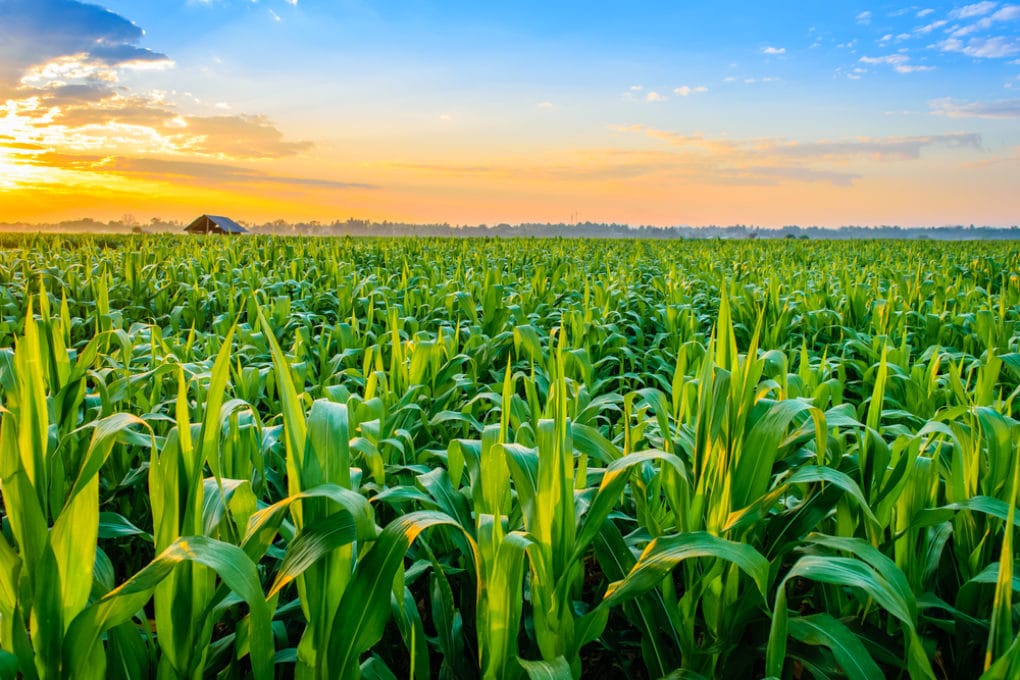 How Much Water Does Corn Need? » Top Tips