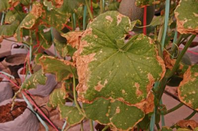 cucumber-plants-dying