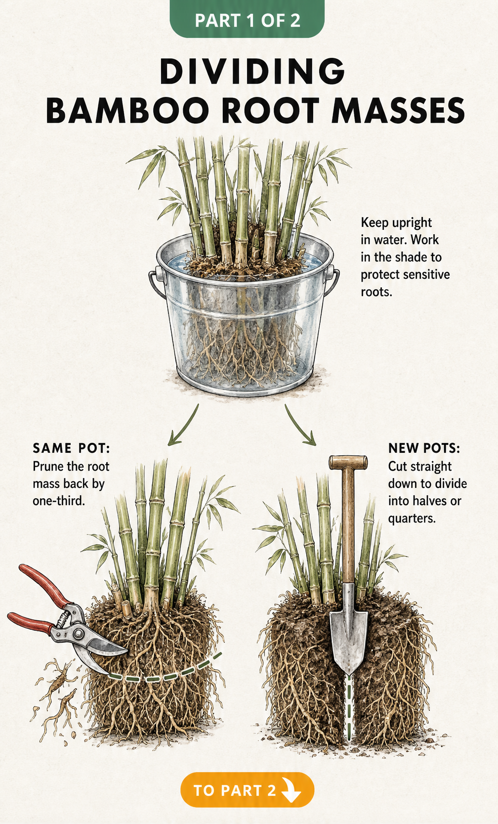 Illustration showing how to divide bamboo root masses by pruning one-third for the same pot or cutting straight down for new pots.