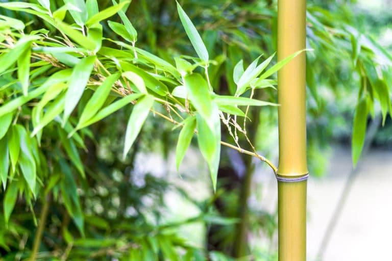 Bamboo House Plant » Top Tips for Success