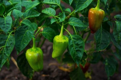 fertilizer-for-peppers