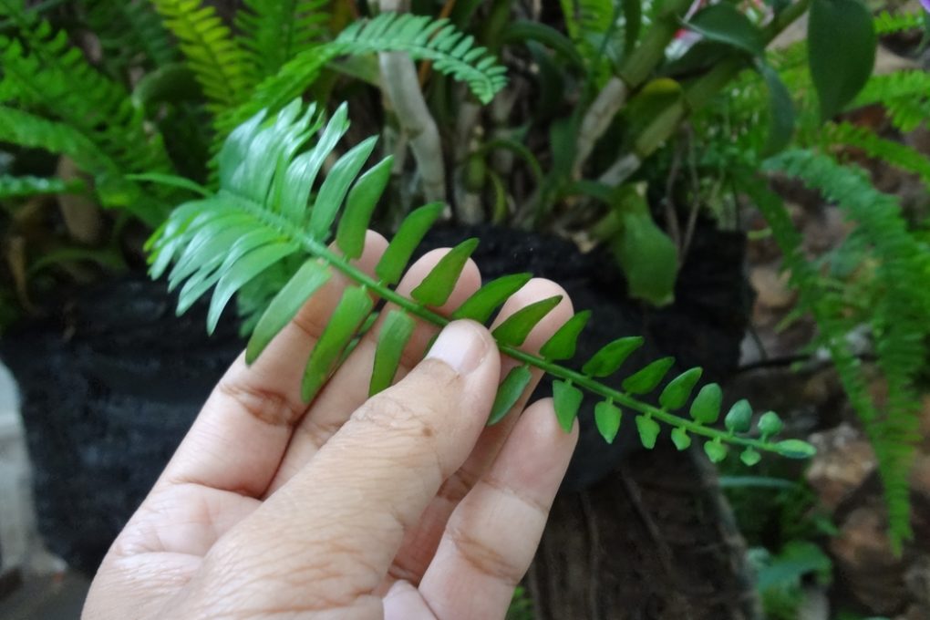 Fertilizing Boston Ferns » Tips to Feed Them Right