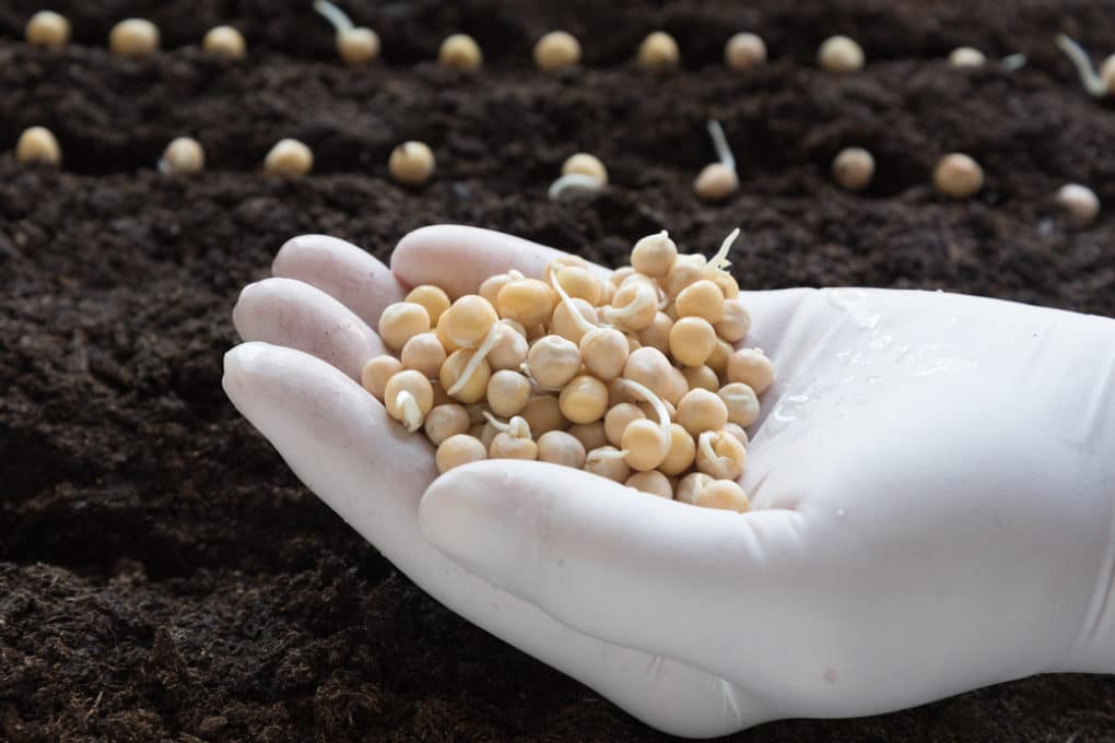 When to Plant Purple Hull Peas » Top Timing Tips