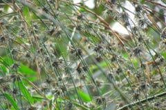 growing-bamboo-from-seed