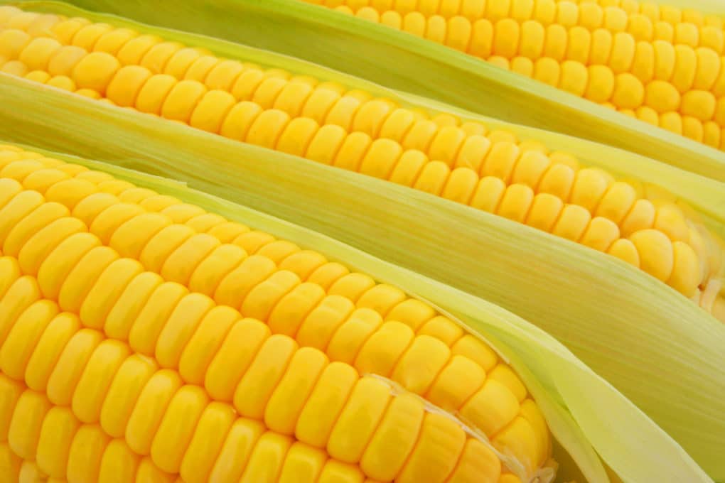 Growing Corn » Top Tips to Channel Your Inner Farmer