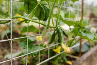 growing-cucumbers-vertically