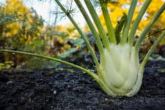 growing-fennel