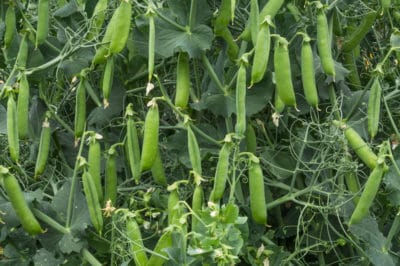 growing-peas