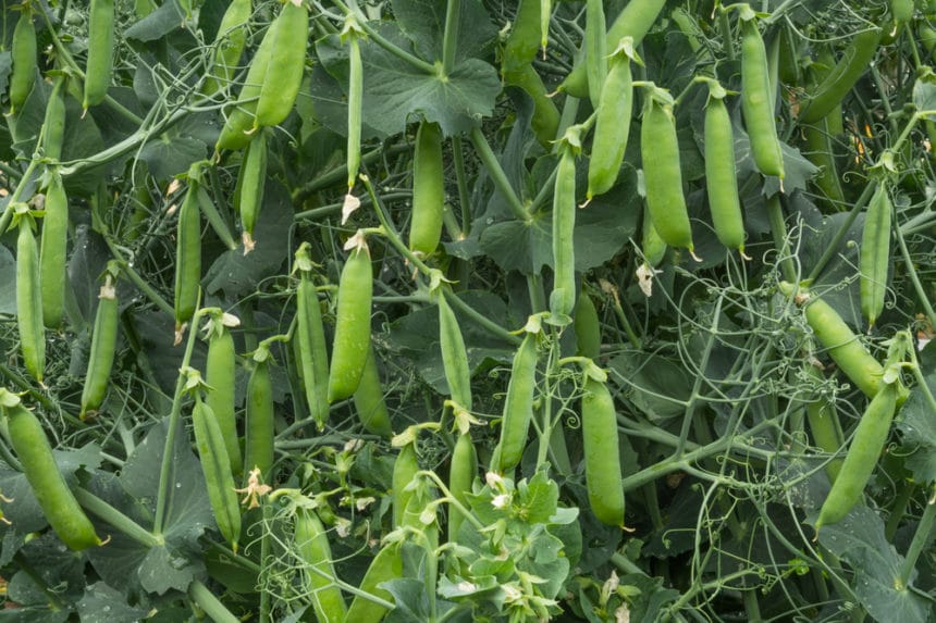 Growing Purple Hull Peas » Tips on a Southern Delight