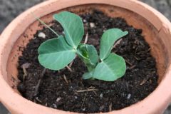 growing-peas-in-containers