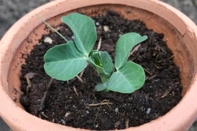 growing-peas-in-containers