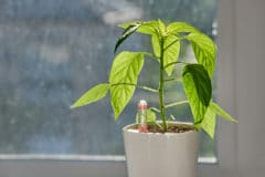 growing-peppers-indoors