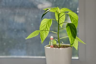 growing-peppers-indoors