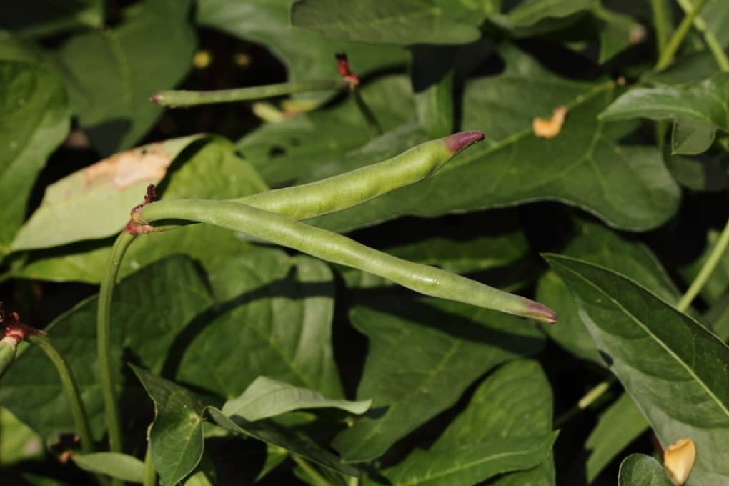 When to Plant Purple Hull Peas » Top Timing Tips