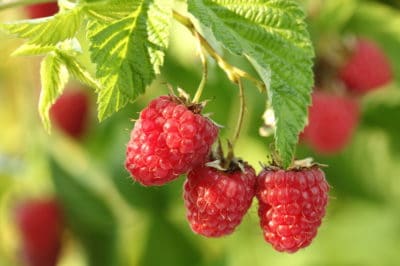 growing-raspberries
