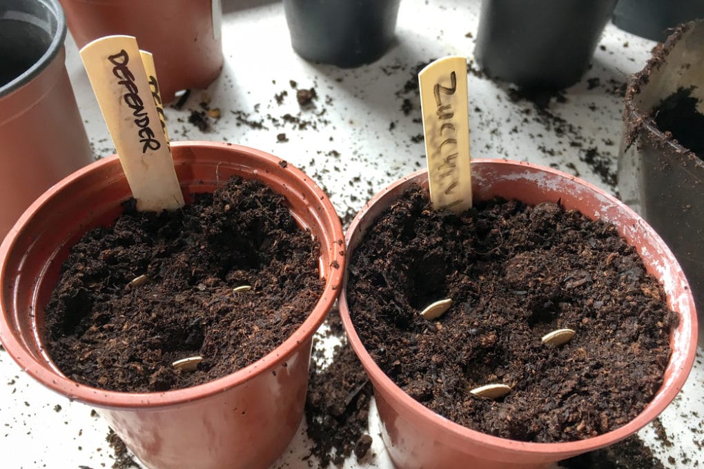 Zucchini Seedlings » Tips to Grow Them Up Right