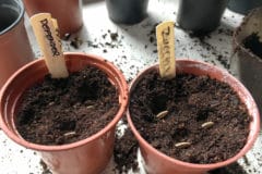 growing-zucchini-in-containers-2