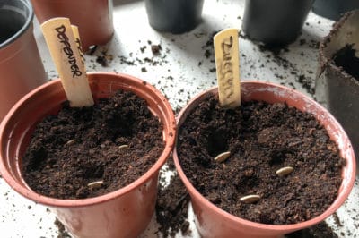 growing-zucchini-in-containers-2