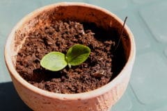 growing-zucchini-in-containers