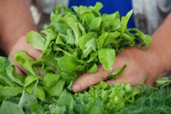 harvesting-arugula