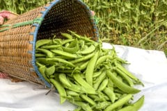 harvesting-snap-peas