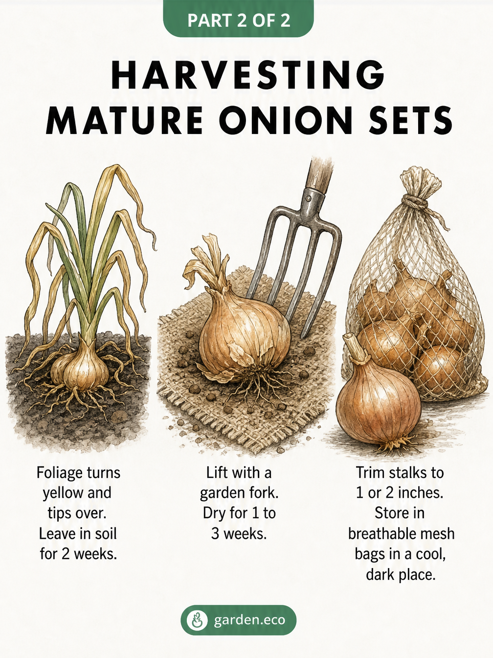 Illustration showing the three stages of harvesting onion sets: foliage tipping over, drying with a garden fork, and storing in mesh bags.