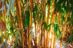 how-does-bamboo-grow