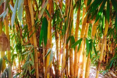 how-does-bamboo-grow