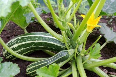 how-does-zucchini-grow