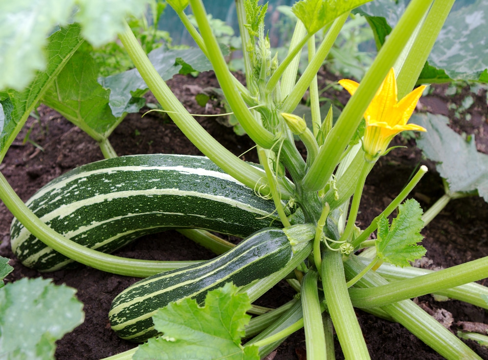 How Does Zucchini Grow All The Top Facts Tips