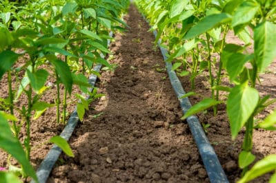 how-far-apart-to-plant-peppers