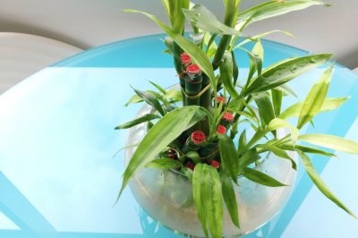 how-fast-does-lucky-bamboo-grow