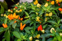 how-long-does-it-take-for-peppers-to-grow