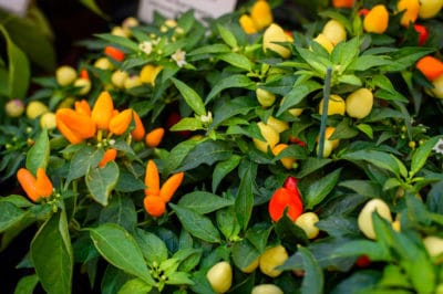 how-long-does-it-take-for-peppers-to-grow