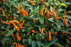 how-many-peppers-per-plant