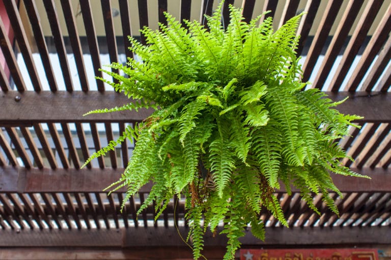 Boston Ferns Outdoors » Top Growing Tips