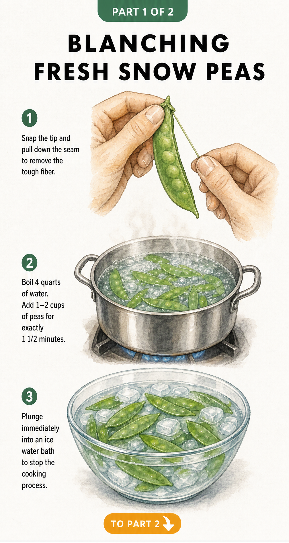 Botanical illustration showing how to blanch snow peas by removing the tough fiber, boiling for 90 seconds, and plunging into an ice water bath.