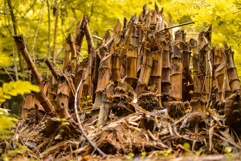 How to Control Bamboo » Top Tips On Getting a Grip