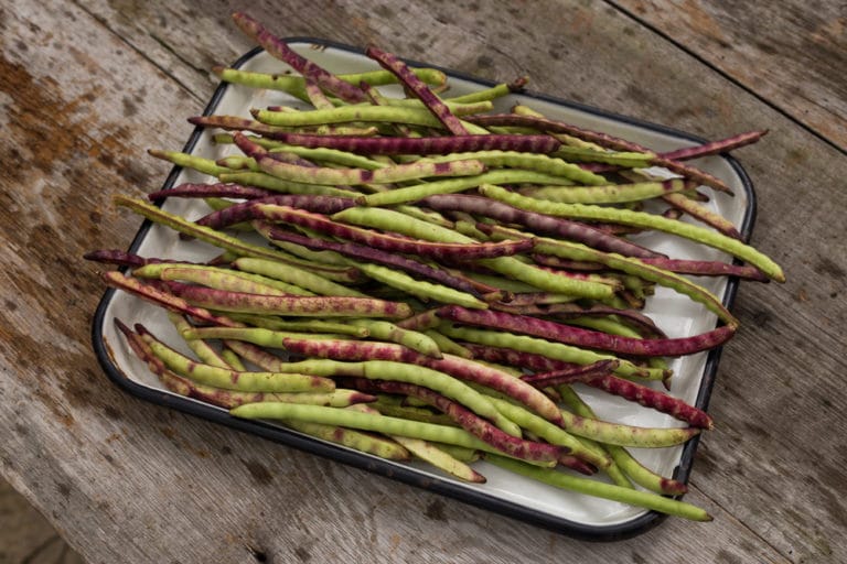 Growing Purple Hull Peas » Tips on a Southern Delight