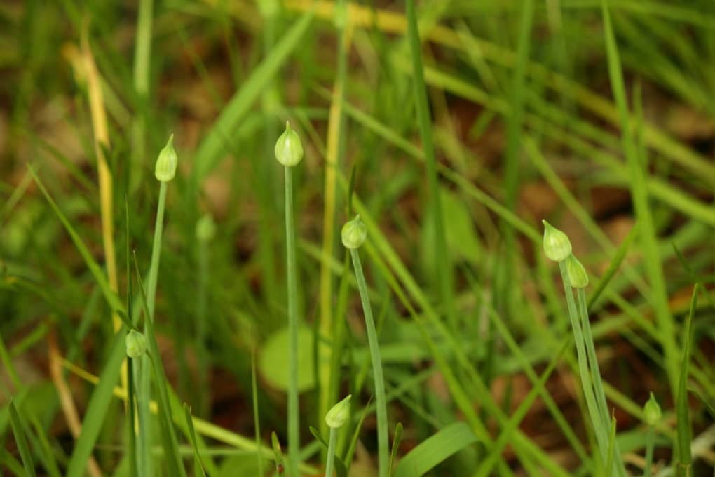 How to Get Rid of Onion Grass - Garden.eco