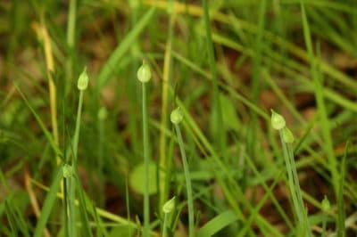 how-to-get-rid-of-onion-grass