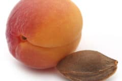 how-to-grow-apricot-from-seed