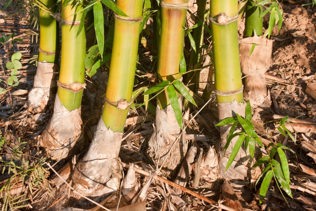 How Tall Can Bamboo Grow? » Depends on Type