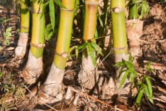 how-to-grow-bamboo-from-cuttings