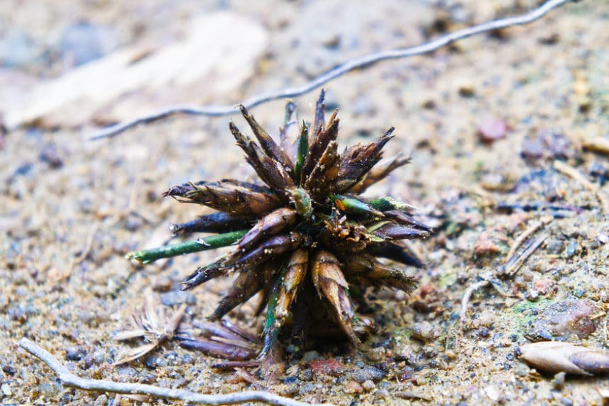 How to Kill Bamboo » Everything You Need to Know