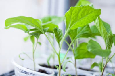 how-to-grow-eggplants-indoors
